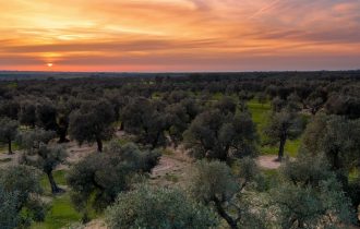 Panoramica Olio Salento