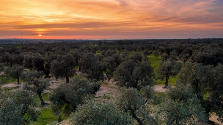 Panoramica Olio Salento