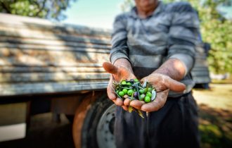 Raccolta delle Olive Salento