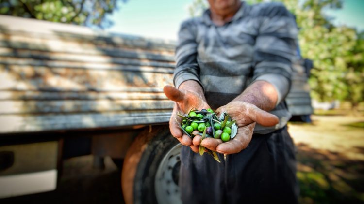 Raccolta delle Olive Salento