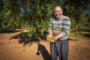 Raccolta delle Olive Salento